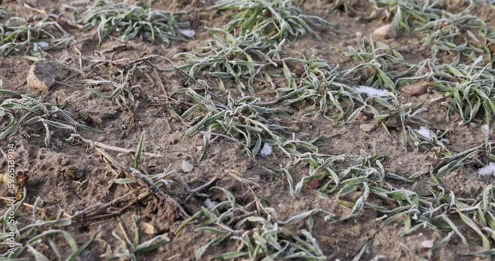 green wheat covered with snow and frost in winter, winter wheat during winter frosts , winter without snow green wheat covered with snow and frost in winter, winter wheat during winter frosts , winter without snow