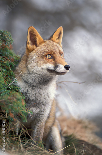 Vulpes vulpes, Red fox, volpe rossa © Fotovideonaturaalpi