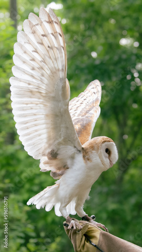 White owl perched on gloved hands. © MariannePfeil