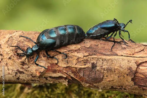 Oil beetle.