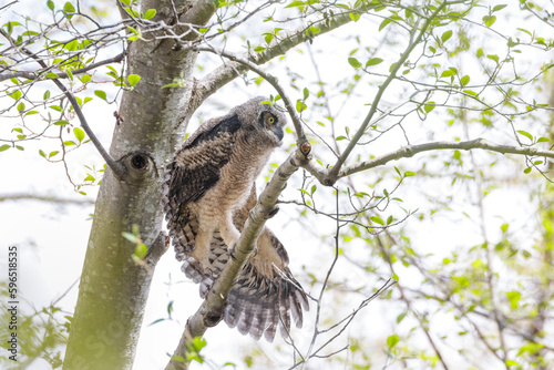 Great Horned Owl