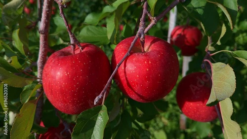 収穫を迎えた赤い林檎の果実を撮影したビデオ 左ドリー