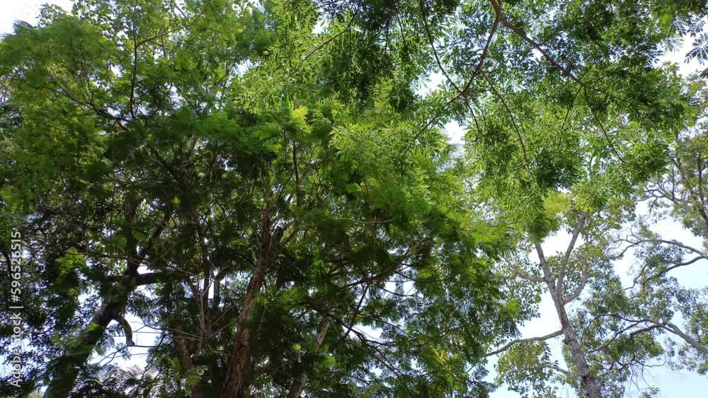 Tree, leaves, green under the hot summer sun Tree, leaves, green under the hot summer sun
