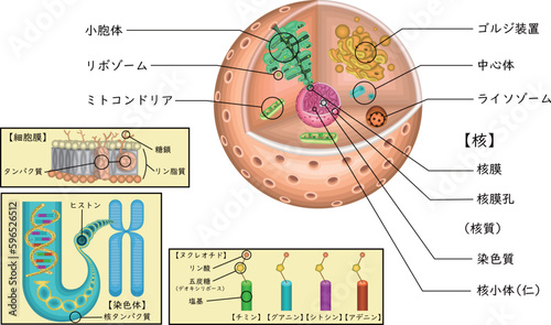 細胞　遺伝子　構造　イラスト photo