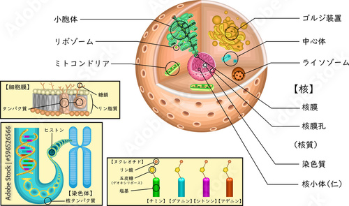 細胞　遺伝子　構造　イラスト photo