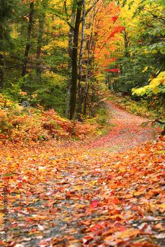 Autumn Leaf covered dirt road in Maine