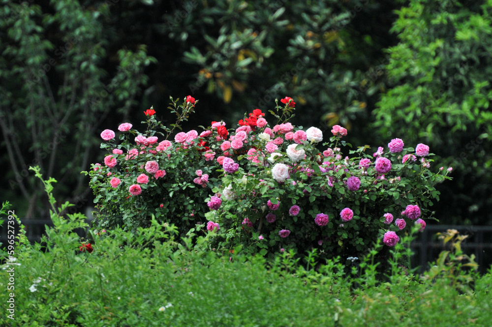 The flowers and plants in Changsha West Lake Park were photographed in West Lake Park, Yuelu District, Changsha City, Hunan Province, China.