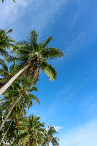 Tall and green coconut trees that live by the beach against a clear blue sky. there are coconut trees that are bearing fruit