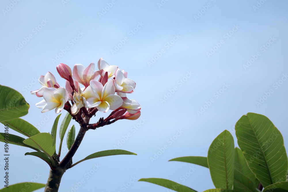 Obraz premium プルメリア（フランジパニ）の花と青空