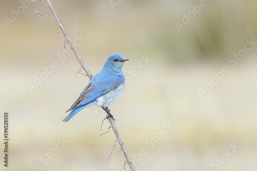 Mountain Bluebird bird © lucy
