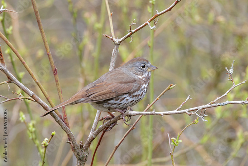 Fox sparrow bird