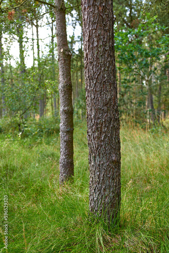 Wallpaper Mural Trees of all types and seasons. A beautiful world of differences. Trees and forests of all types and seasons. Torontodigital.ca