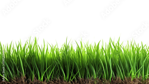 Green grass boundary isolated on the white background.