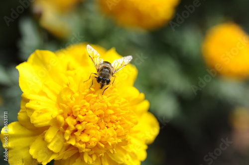 Yellow flower with a bee in the park. © Vladimir