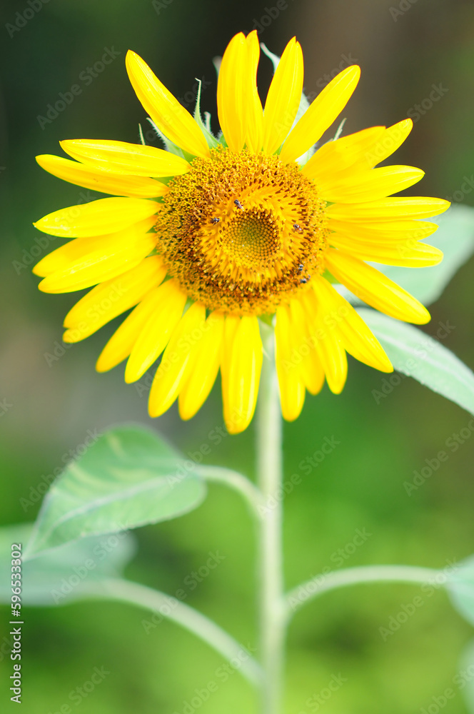 A Sunflower Under the Morning Sun A Sunflower Under the Morning Sun
