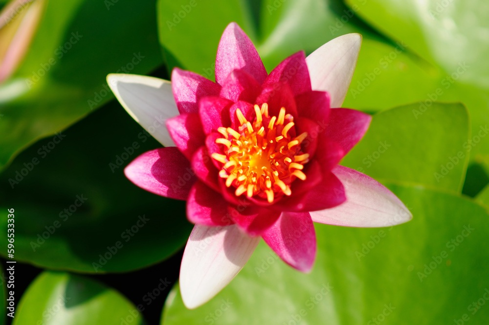 Fototapeta premium A Vibrant Red Water Lily