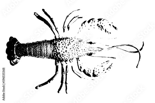 silhouette of lobster shrimp isolated on white background, invertebrate animal