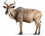 photo of eland (genus Taurotragus) isolated on white background. Generative AI