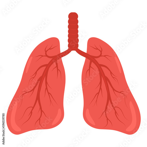 Vector illustration of red healthy lungs