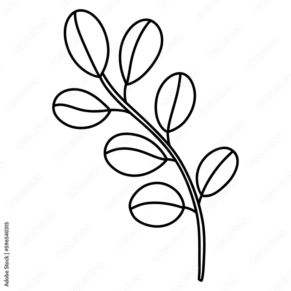 Leaf branches, Eucalyptus, olive, green leaves Leaf branches, Eucalyptus, olive, green leaves