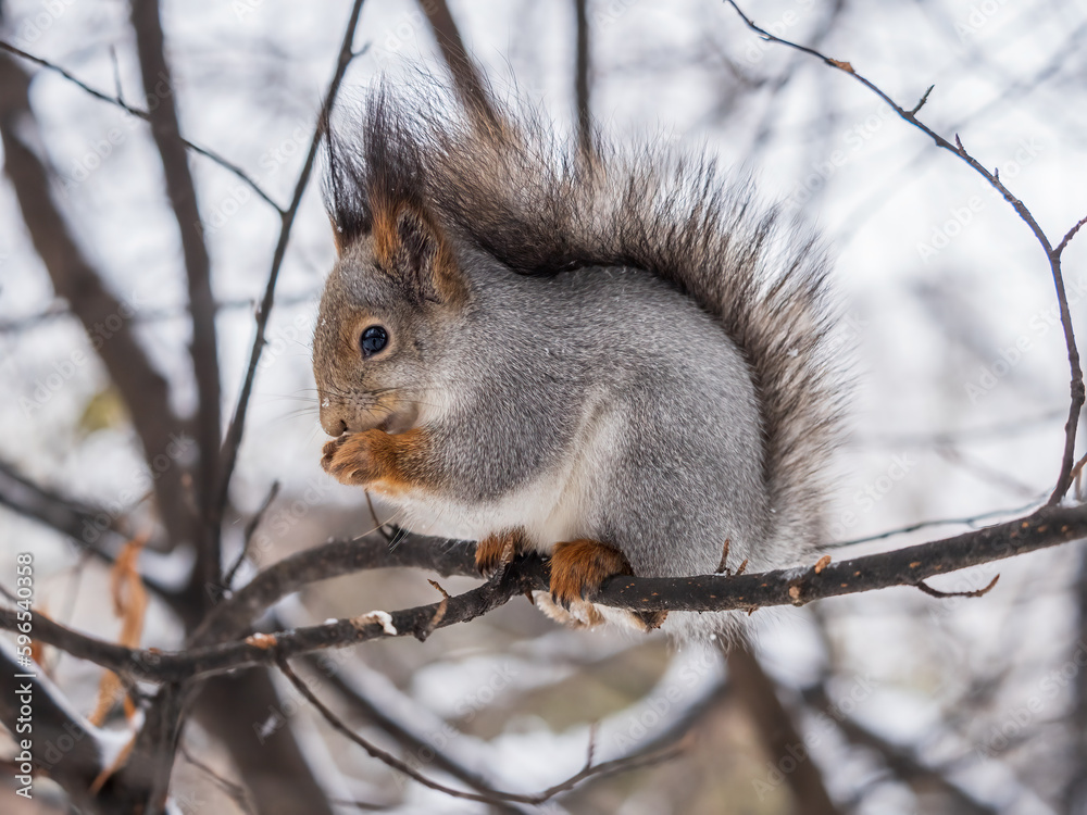 The squirrel with nut sits on tree in the winter or late autumn The squirrel with nut sits on tree in the winter or late autumn