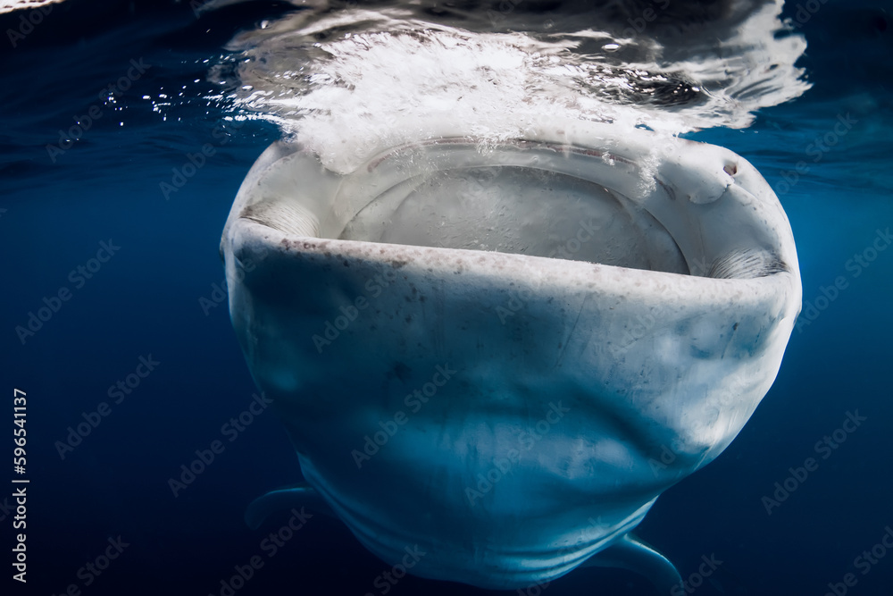 Whale shark in ocean eating plankton. Giant Whale shark swimming