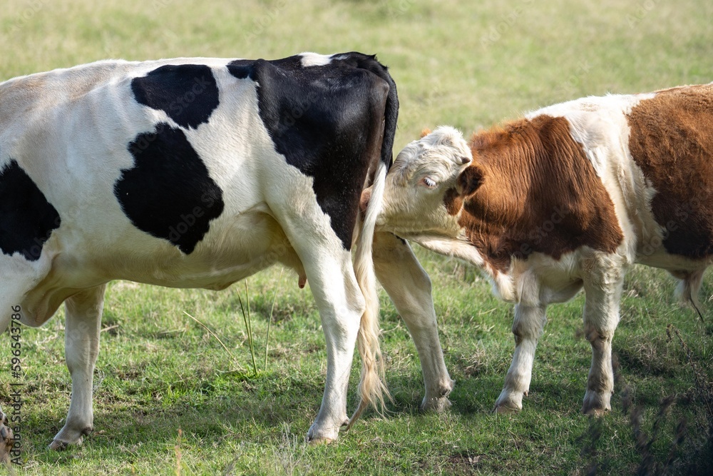 Fat Beef cows grazing on native grasses in a field on a farm practicing regenerative agriculture in Australia Fat Beef cows grazing on native grasses in a field on a farm practicing regenerative agriculture in Australia