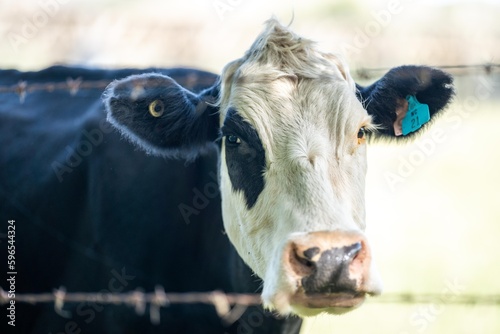 Cows in a field, cow eating grass in a field. Beef cows and calfs grazing on grass in Texas, America, exporting to Australia. eating grass and pasture.