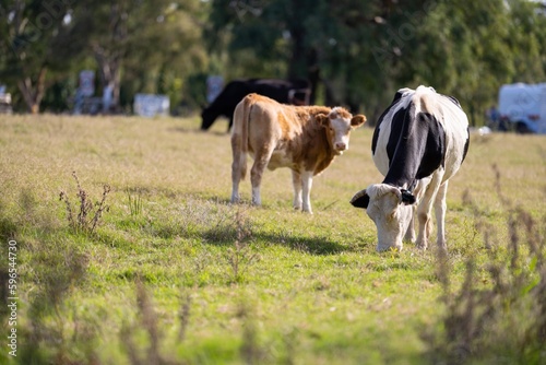 Fat Beef cows grazing on native grasses in a field on a farm practicing regenerative agriculture in Australia 