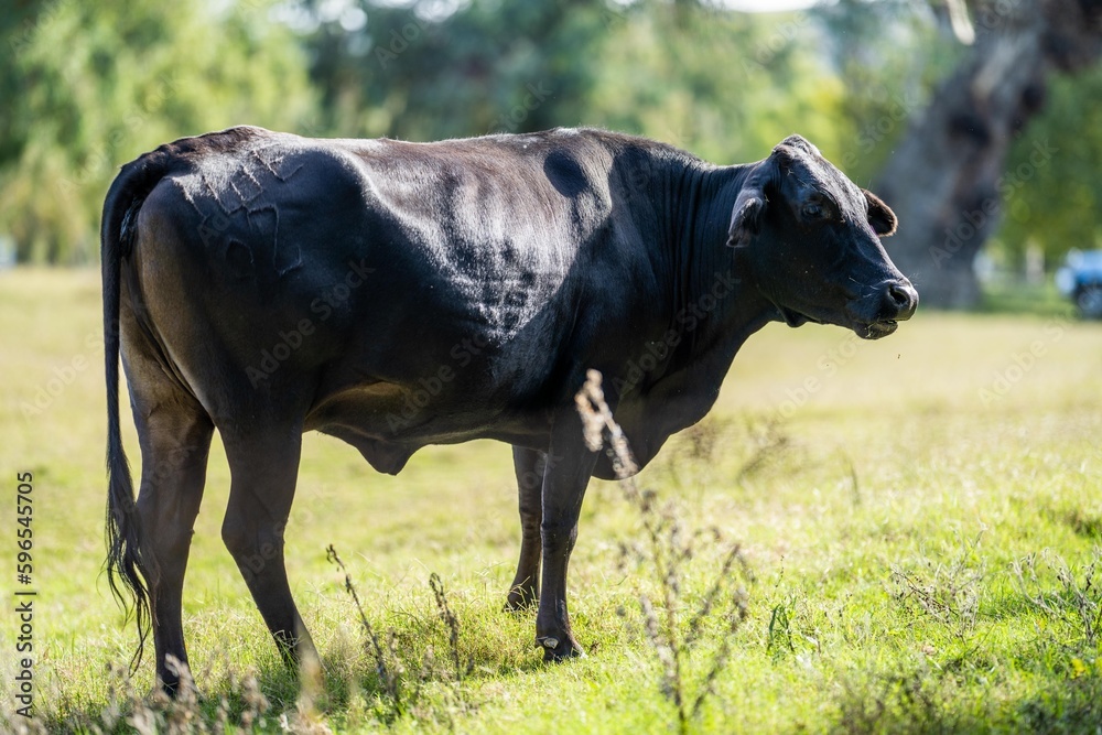 Fat Beef cows grazing on native grasses in a field on a farm practicing regenerative agriculture in Australia Fat Beef cows grazing on native grasses in a field on a farm practicing regenerative agriculture in Australia