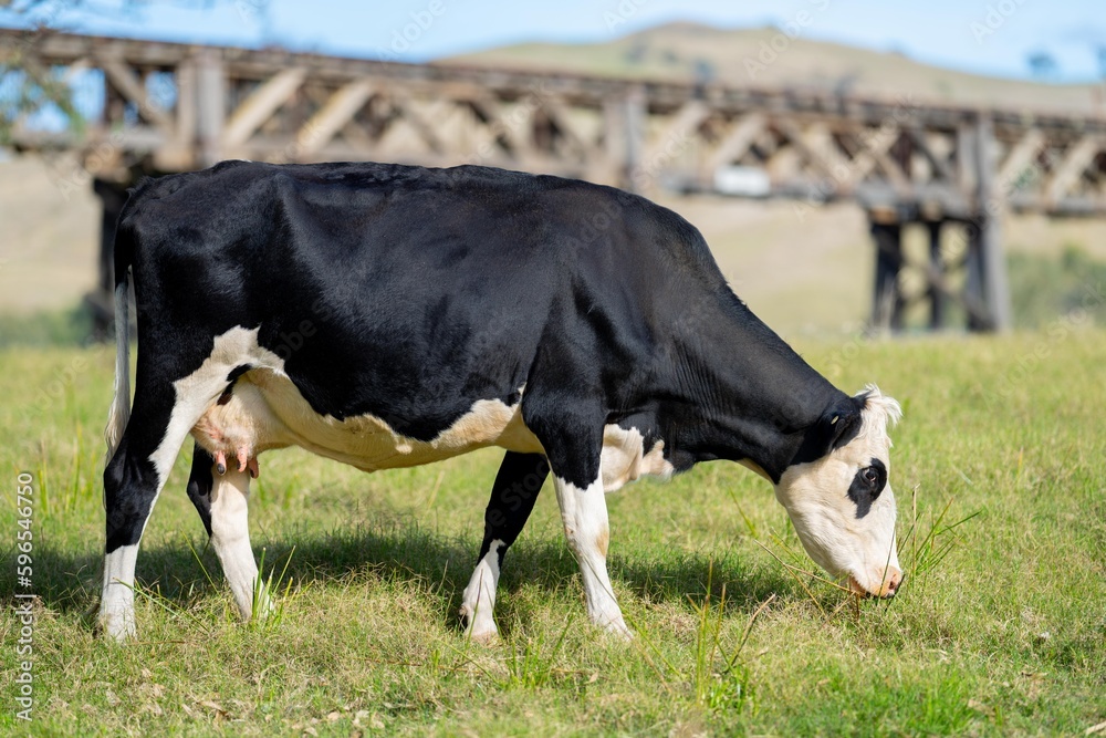 beef cow in a field grazing on pasture.