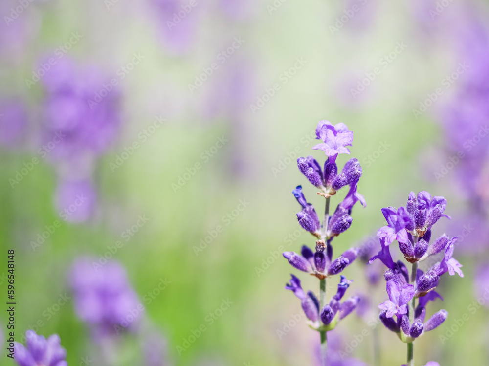 Fototapeta premium Background from violet lavender in the garden