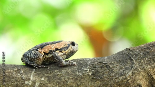 Close-up bullfrog eating black ant on a tree