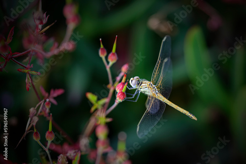Dragonfly among wild red flowers