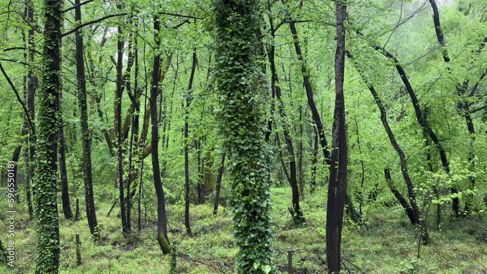 Sweetgum, which is known as the Sweetgum, which is known as the