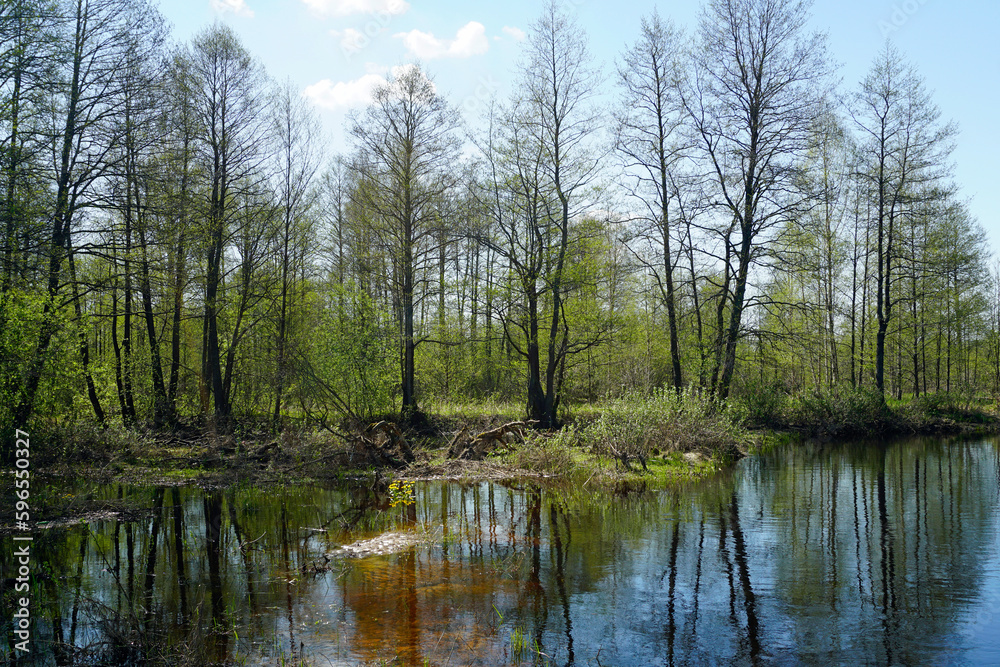 Primitive protected forests. Beautiful forest in the Berezinsky Reserve in the floodplain and the Berezina River. Spring. April.