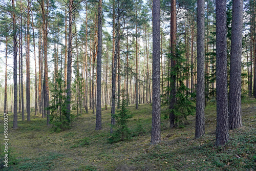 Primitive protected forests. Beautiful pine coniferous forest in the Berezinsky Reserve. Spring. April. © Anatoliy