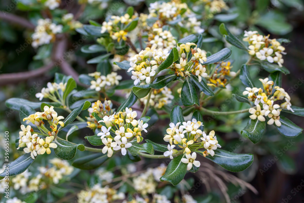 Japanese pittosporum blossoms (Pittosporum tobira) Japanese pittosporum blossoms (Pittosporum tobira)
