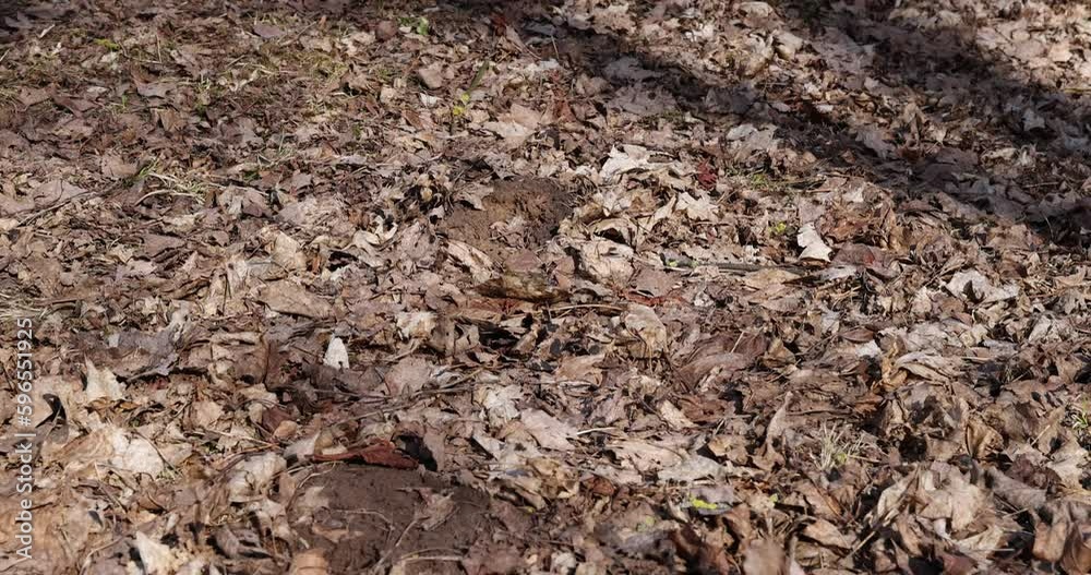 old leaves fallen in autumn on the ground in the spring season, old dry foliage of deciduous trees in spring old leaves fallen in autumn on the ground in the spring season, old dry foliage of deciduous trees in spring