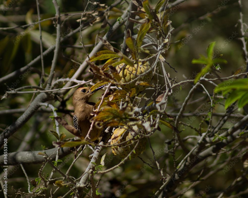 Naklejka premium lizard on the tree