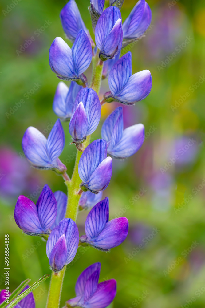 Close up of a blue annual wild lupin lupinus angustifolius growing in a field spreading by seed capsule adds color to the late winter landscape. Natural unfocused background.