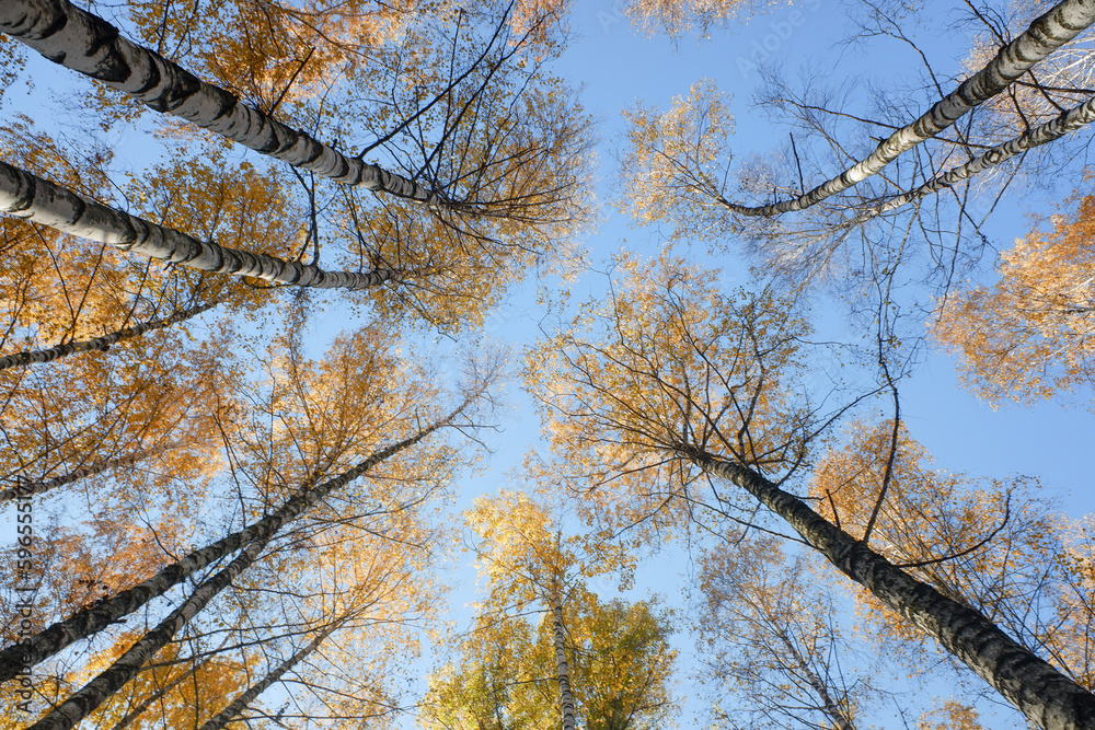 Yellow birch forest from below sky view. Autumn. Yellow birch forest from below sky view. Autumn.