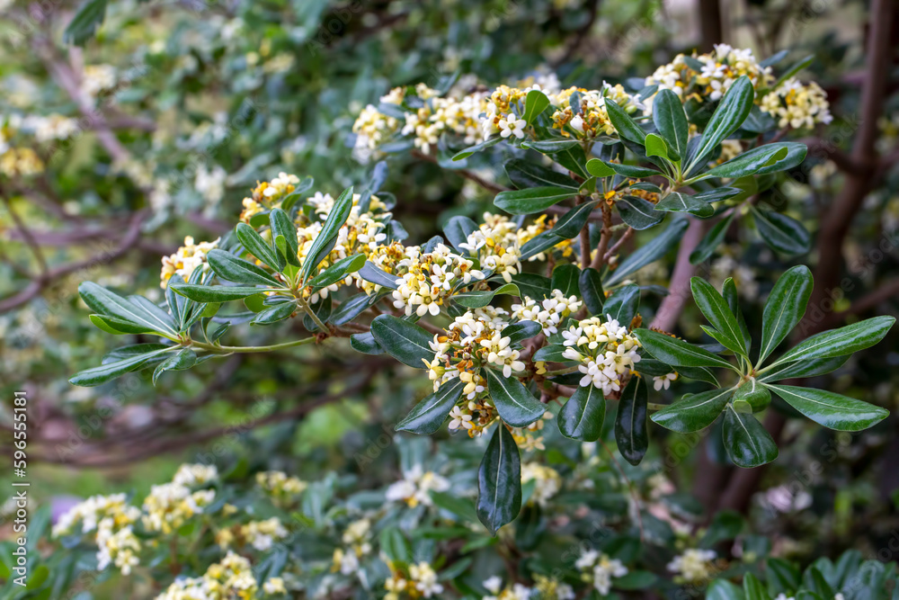 Japanese pittosporum blossoms (Pittosporum tobira) Japanese pittosporum blossoms (Pittosporum tobira)