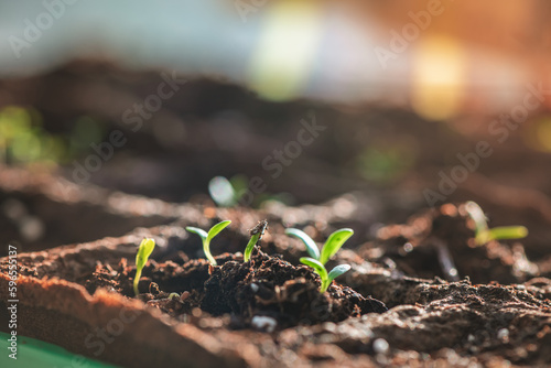 A small green sprouts in a peat pot  planting plants in the spring in open ground