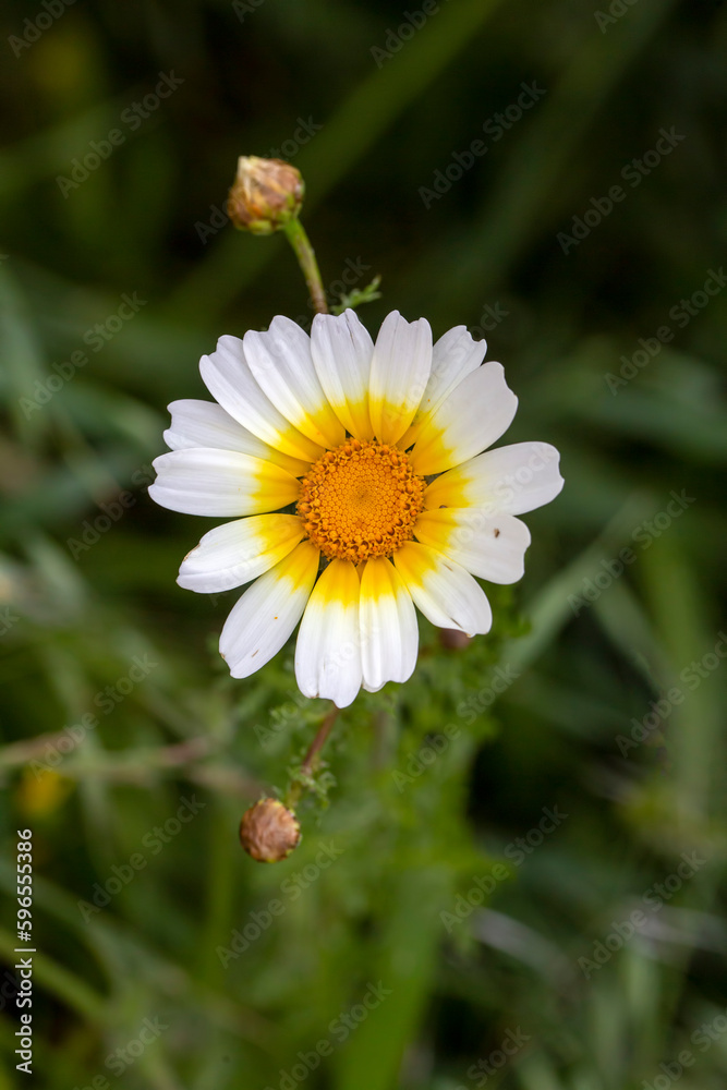 Fototapeta premium Glebionis coronaria is a species of flowering plant in the daisy family