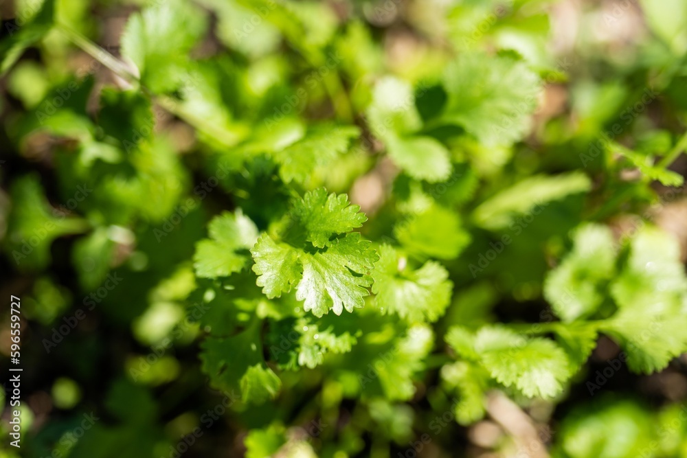 Lettuce growing on farm in america, grown sustainable. Salad plants in a garden Lettuce growing on farm in america, grown sustainable. Salad plants in a garden
