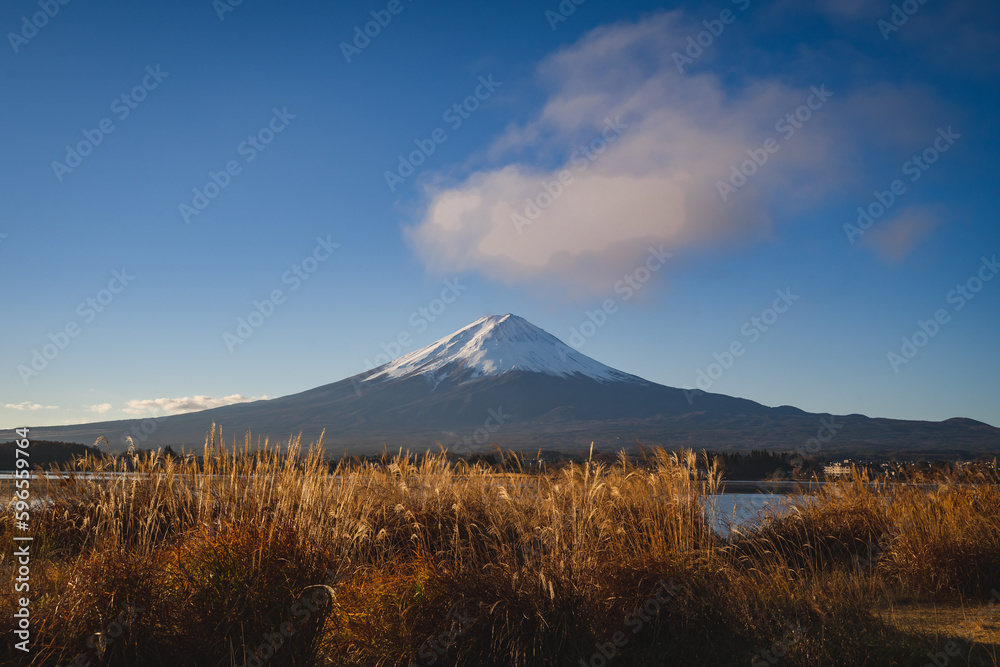 Mountain fuji with gold pine trees and gold grass with clear blue sky, landscape of japan volcano in the autumn and clear sky day looking refreshing.
