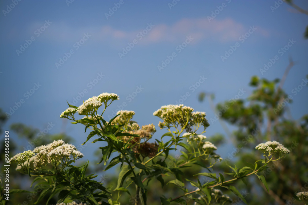 White flowers on the sky background