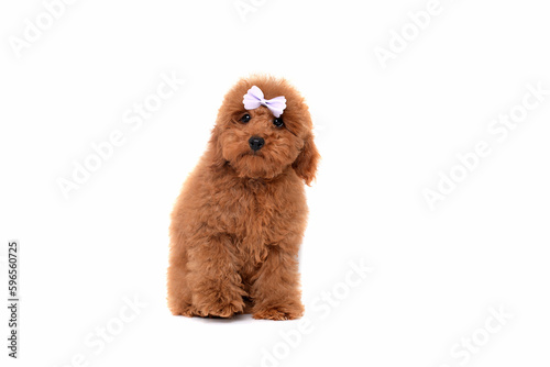 Red Toy Poodle puppy lying on white background, studio shot on a white background