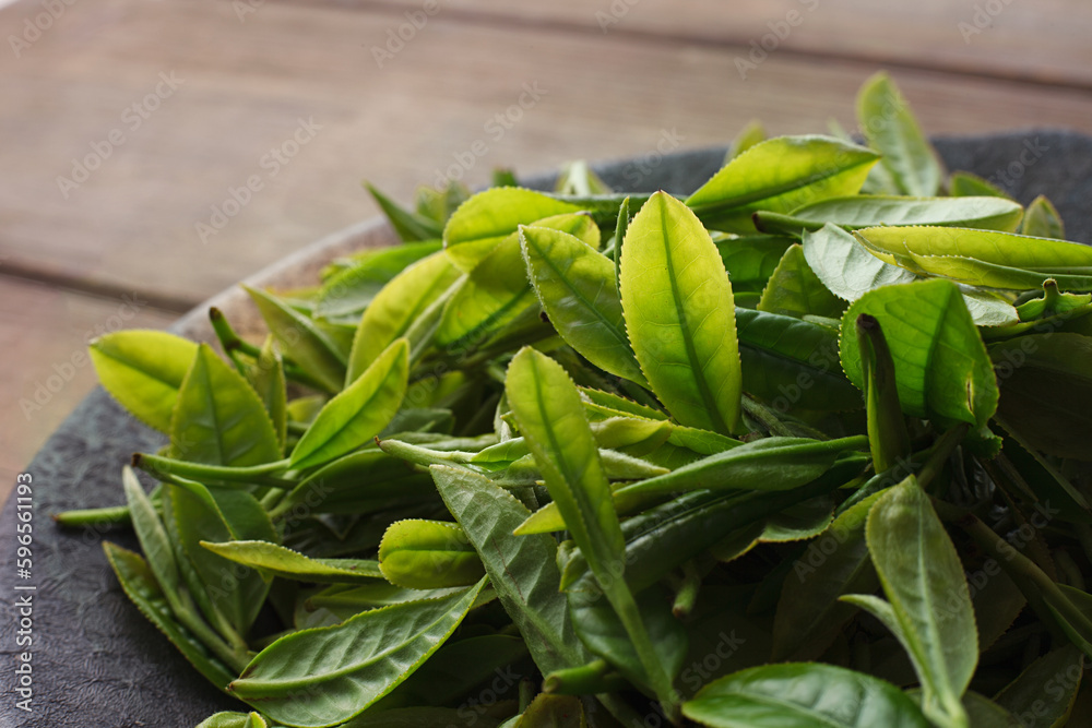 Fototapeta premium お茶の葉 摘み取り 新茶